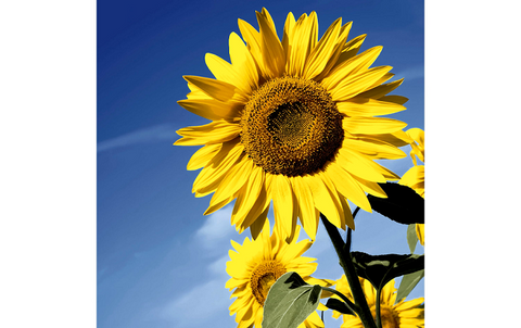 Paper + Design - Papierservietten Sonnenblume